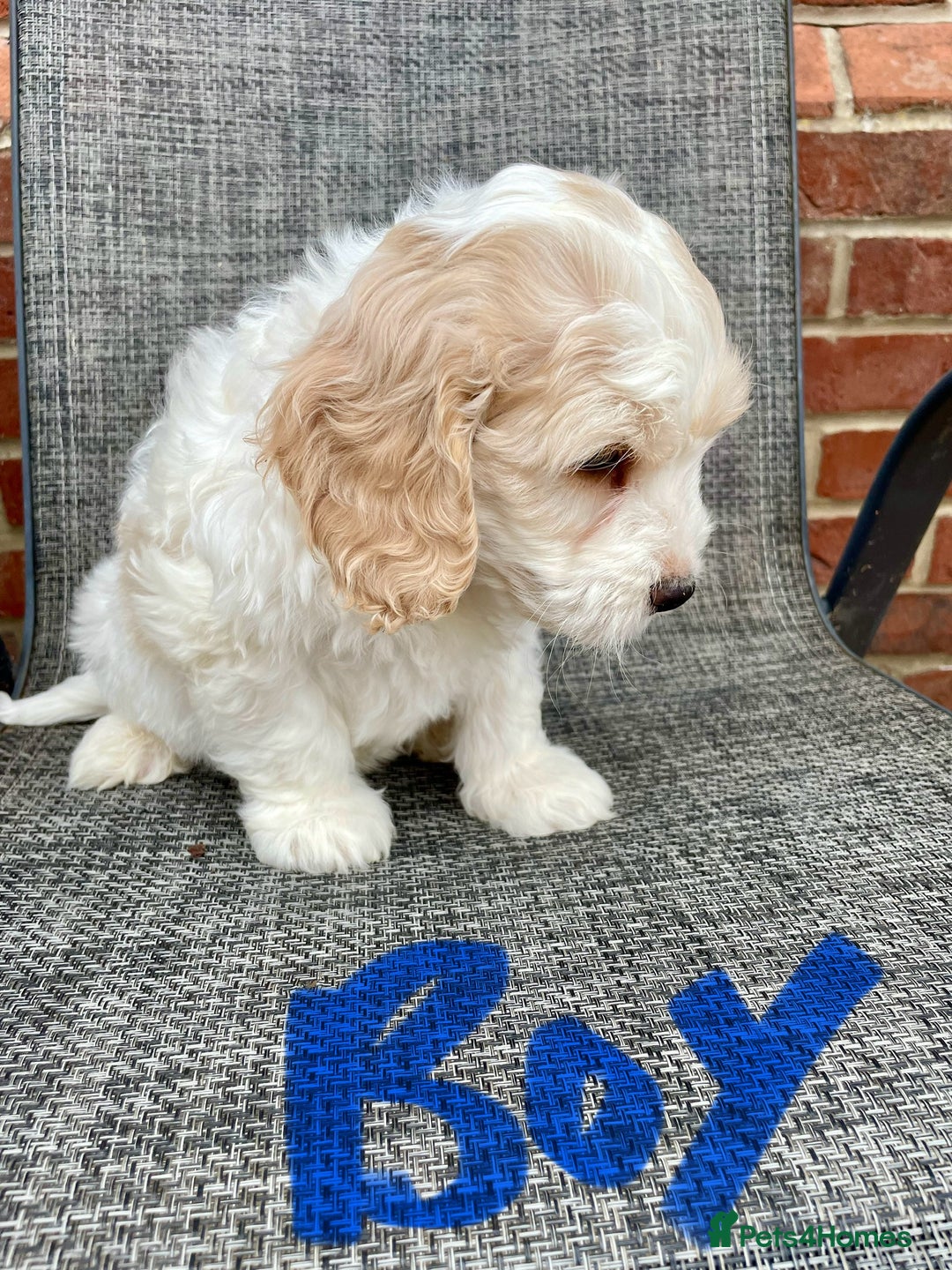 Cockapoo dogs for sale: Beautiful Cockapoo puppies - Image 7