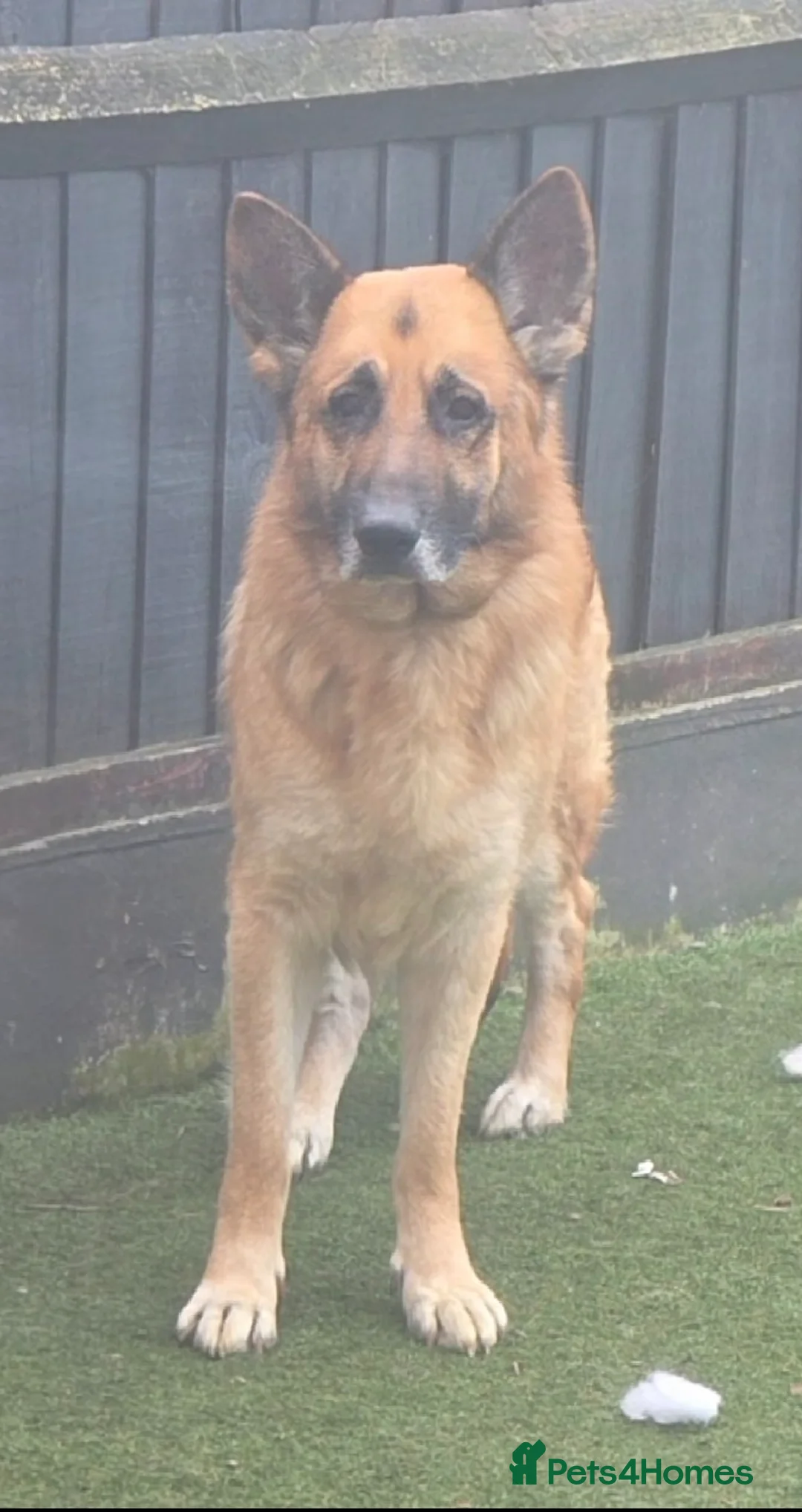 Mixed Breed dogs for sale: Doberman shepherd x german shepherd puppies  - Advert 10