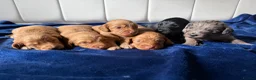 Cockapoo dogs for sale: Stunning Cockapoo Puppies DNA Tested  - Advert 6