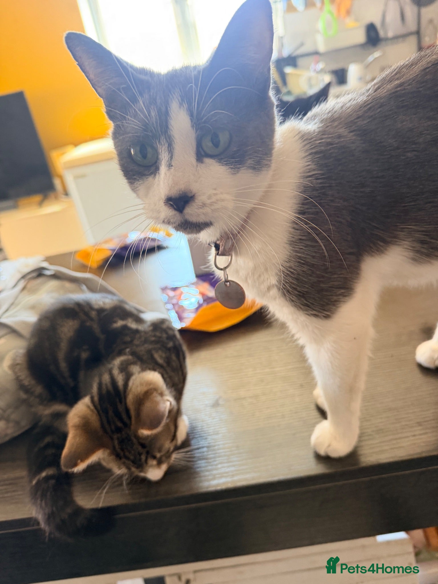 Mixed Breed cats 4 babies looking for their forever home - Advert 1