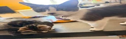 Mixed Breed cats for sale: 4 babies looking for their forever home in Camberley - Advert 1