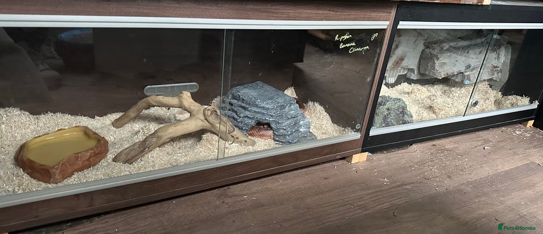 Corn Snake reptiles for sale: Beautiful, friendly corn snake and 6ft set up - Advert 4