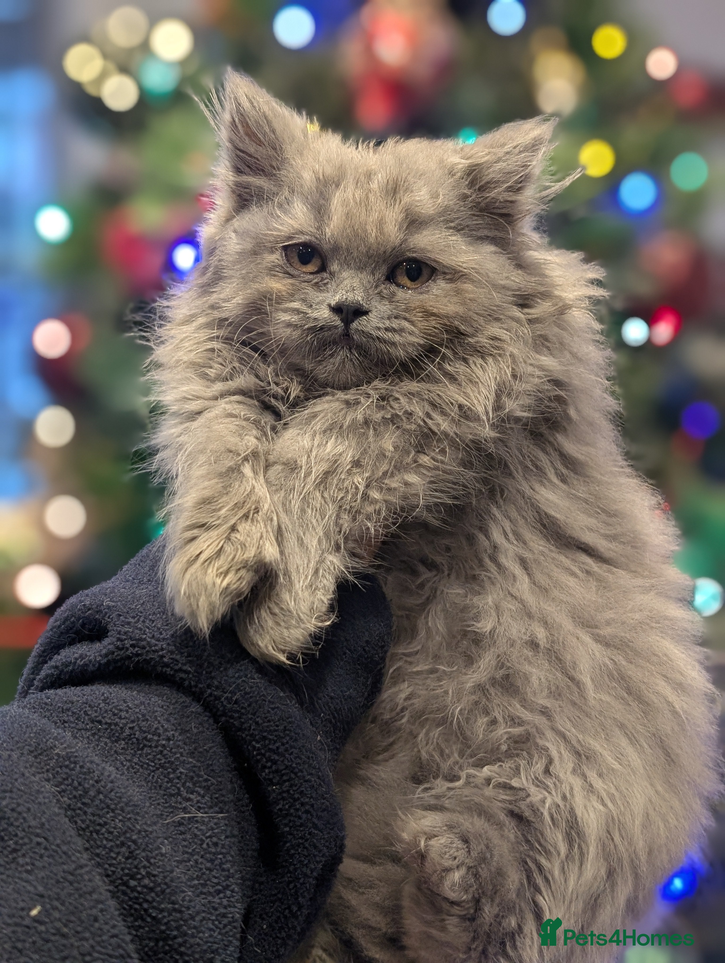 British Longhair cats British longhair girl ready 23rd  - Advert 1