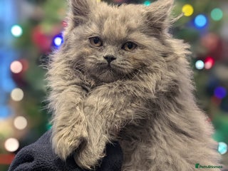 British Longhair cats British longhair girl ready 23rd - Advert 1