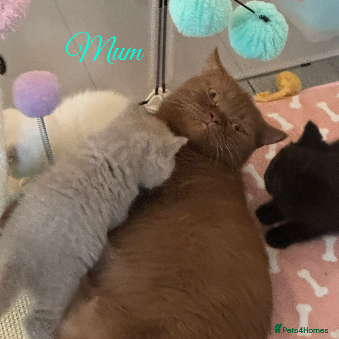 British Shorthair cats for sale: British shorthair kittens one boy available  - Advert 3