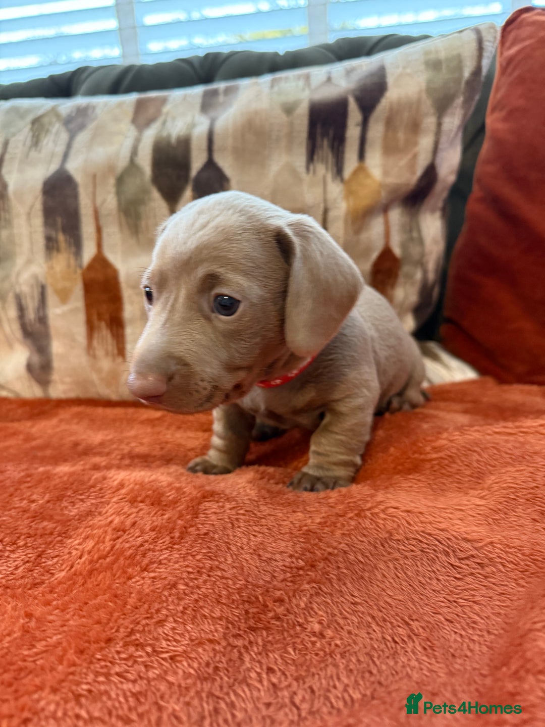 Miniature Dachshund dogs for sale: KC Reg Isabella & Tan Miniature Dachshund Puppies - Advert 19