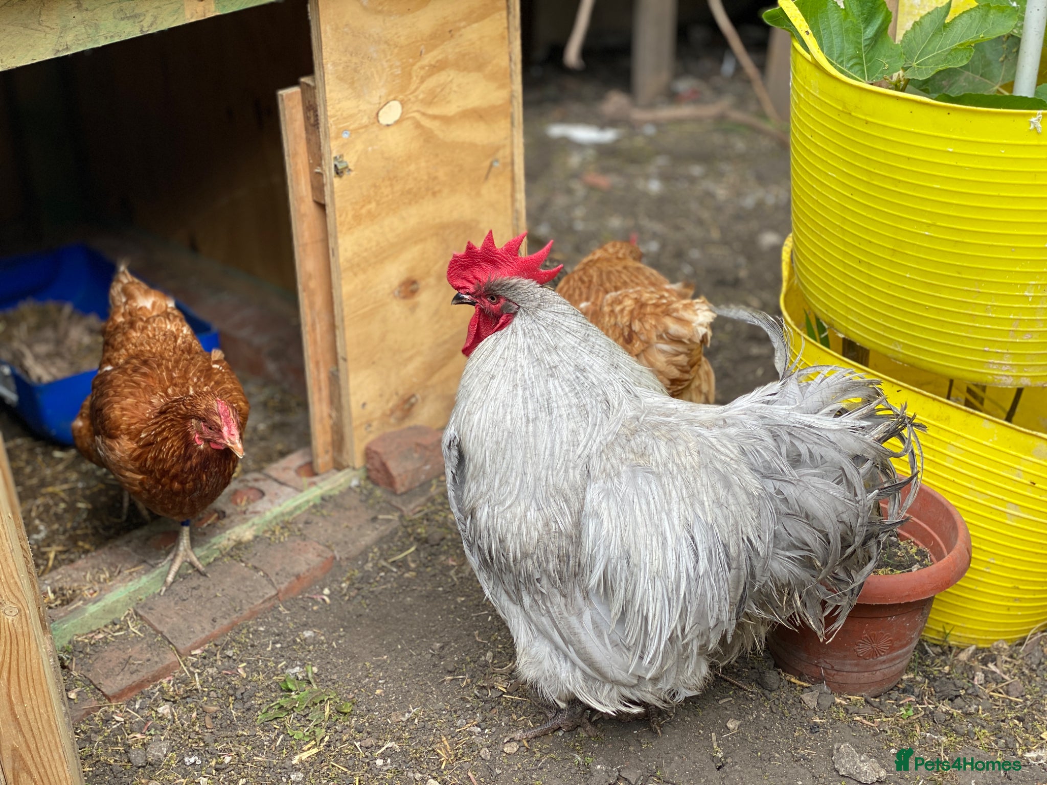 Mixed Breed poultry Beautiful Friendly Chickens & Rooster for Sale🤍🤎 - Advert 1