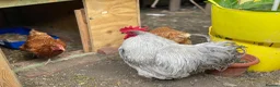 Mixed Breed poultry for sale: Beautiful Friendly Chickens & Rooster for Sale🤍🤎 - Advert 1
