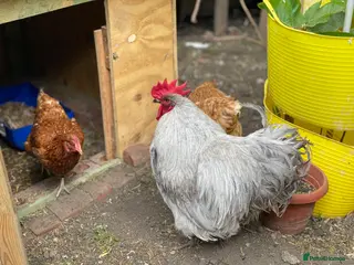 Mixed Breed poultry for sale: Beautiful Friendly Chickens & Rooster for Sale🤍🤎 - Advert 1