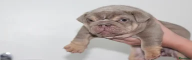 English Bulldog 3
