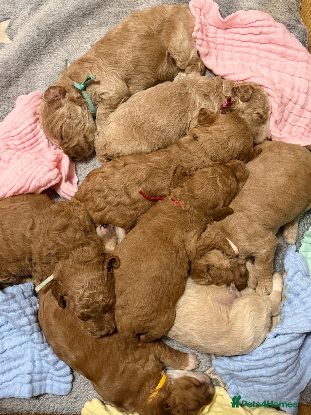 Labradoodle dogs for sale: Labradoodle  - Advert 2