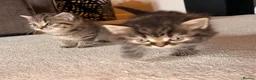 Persian cats for sale: READY TO LEAVE - OFFERS CONSIDERED  in Telford - Advert 5