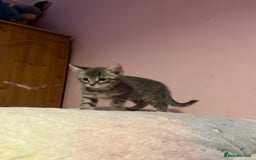 Bengal cats for sale: Bengal x Ragdoll Kittens - Advert 14