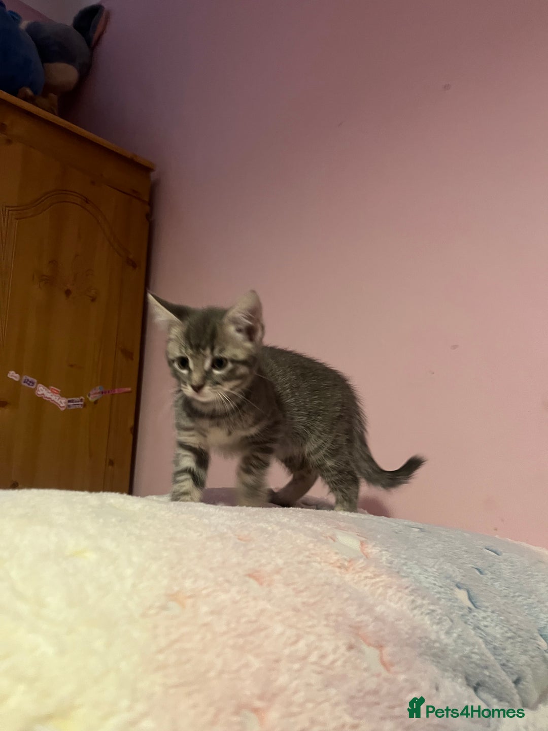 Bengal cats for sale: Bengal x Ragdoll Kittens - Advert 14