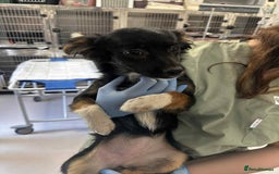 Mixed Breed dogs for adoption: 🪻Hermione🪻for adoption, fostered in OXFORD - Image 6