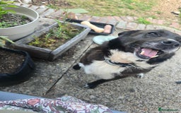 Mixed Breed dogs for adoption: Pepper for adoption - Image 1