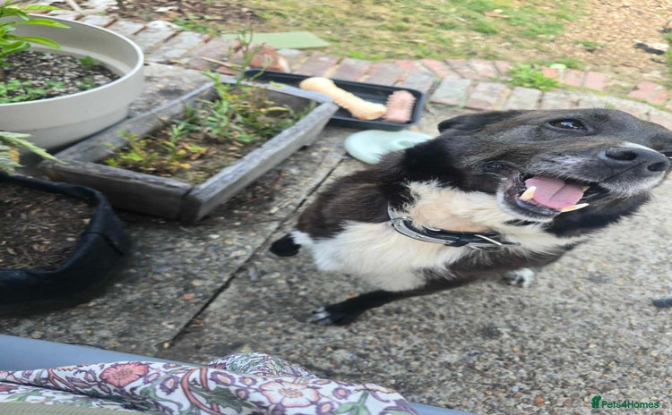 Mixed Breed dogs - Advert 7