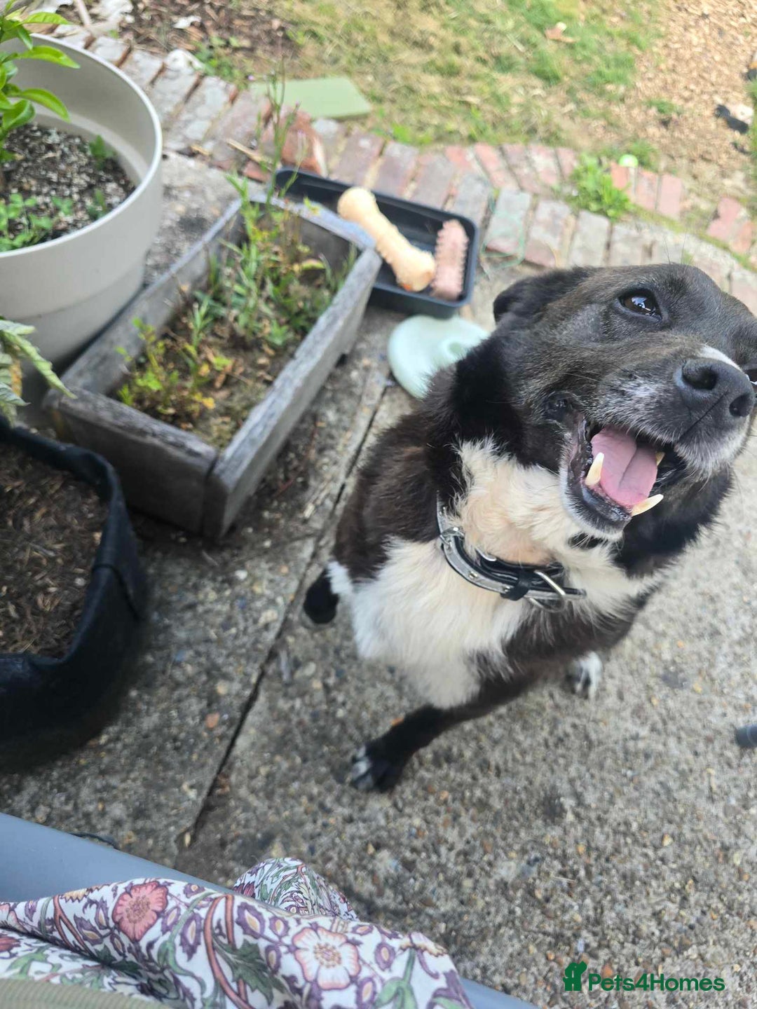 Mixed Breed dogs for adoption: Pepper for adoption - Image 1