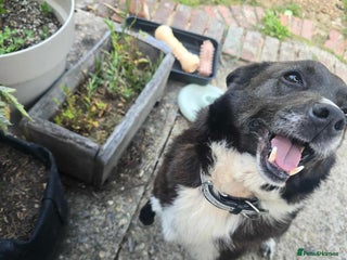 Mixed Breed dogs - Advert 1