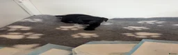 Labrador Retriever dogs for sale: Black Labrador pups boys and girls - Advert 17