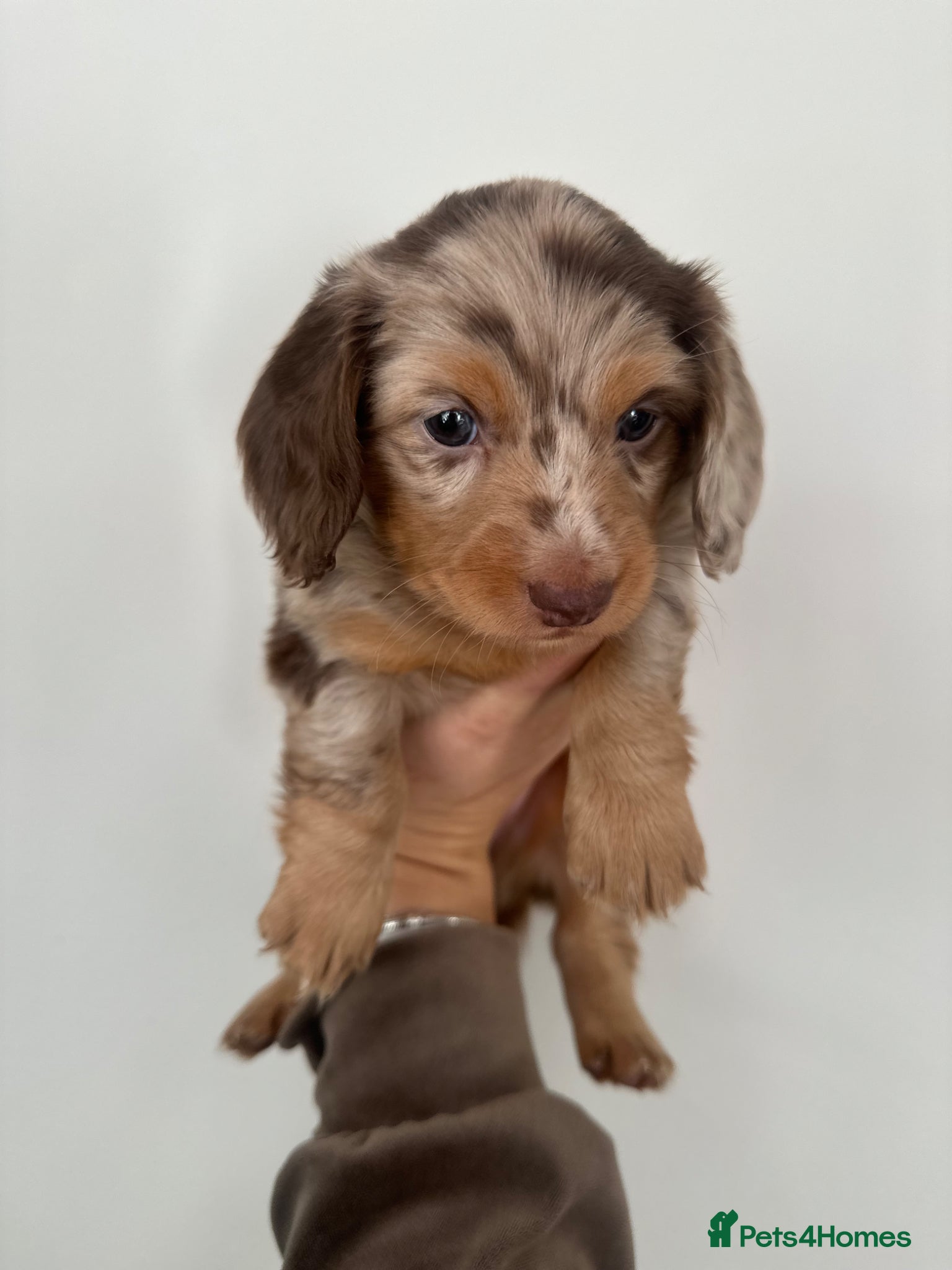 Miniature Dachshund dogs Top quality long haired miniature dachshunds  - Advert 4