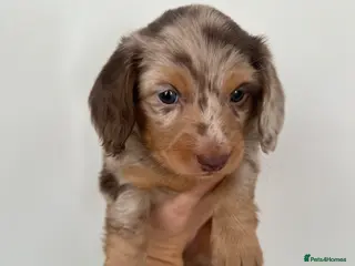 Miniature Dachshund dogs Top quality long haired miniature dachshunds - Advert 1