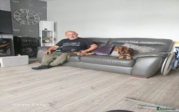 Dachshund dogs for sale: TWO DAUSHUNDS - Image 14