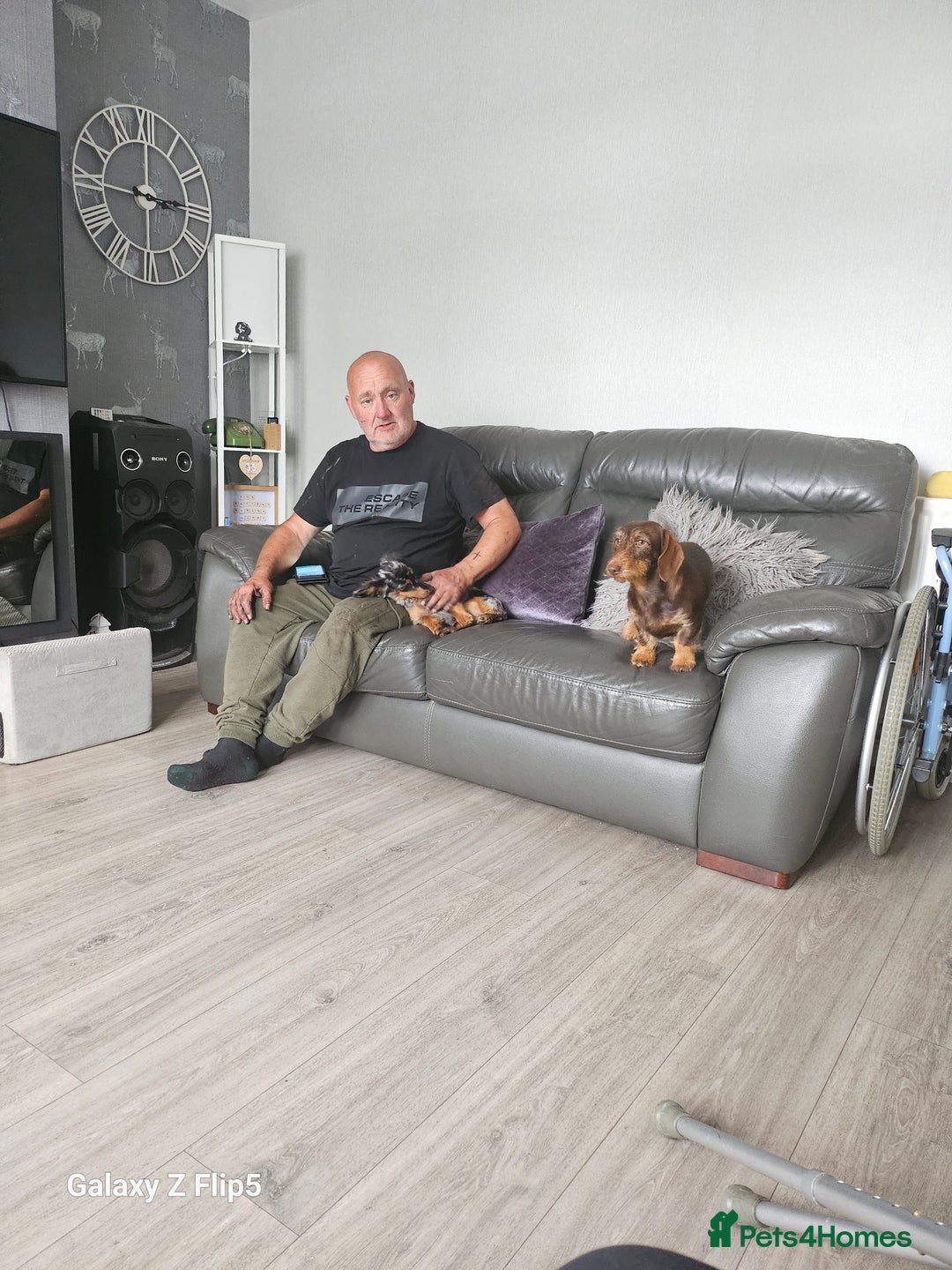 Dachshund dogs for sale: TWO DAUSHUNDS - Image 14