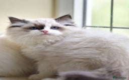 Ragdoll cats for sale: Tica registered Health checked Ragdoll girl - Image 5