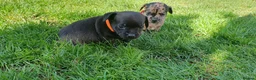 Mixed Breed dogs for sale: Beautiful Puppies  in Martock - Advert 5