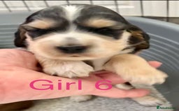 Cocker Spaniel dogs for sale: Kc show extensive health tests beautiful colours - Image 35