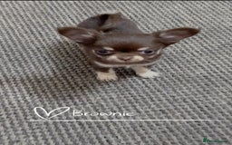 Chihuahua dogs for sale: 🔥 Adorable long-haired Chihuahua puppies for sale - Image 22