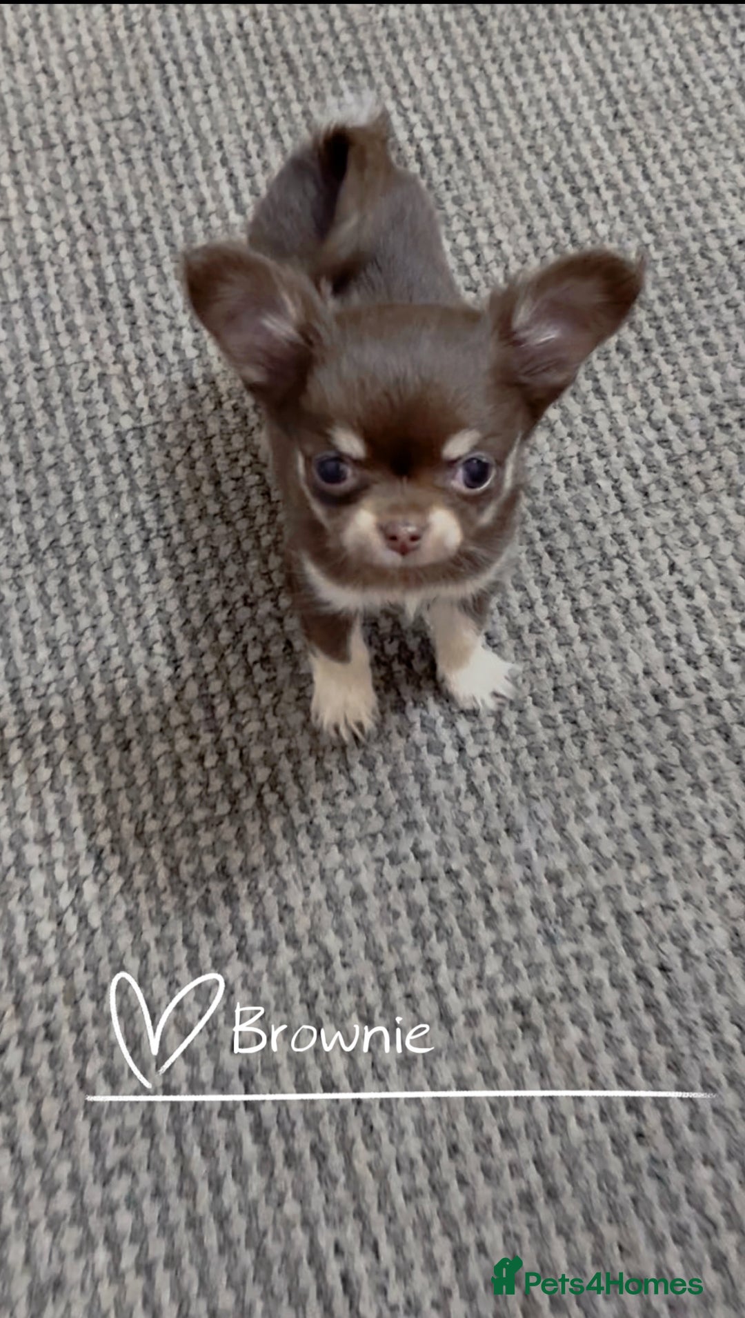 Chihuahua dogs for sale: 🔥 Adorable long-haired Chihuahua puppies for sale - Image 22