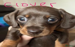 Miniature Dachshund dogs for sale: Extensively health tested Miniature dachshund  - Advert 4