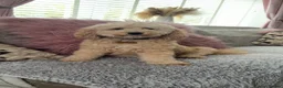 Cockapoo dogs for sale: 2 Girls 1 Boy f1bb toy cockapoos  - Advert 1