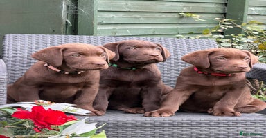 Labrador Retriever dogs - Advert 5