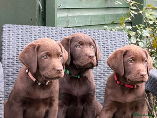Labrador Retriever dogs - Advert 31