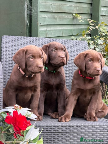 Labrador Retriever dogs - Advert 3