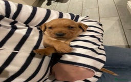 Labrador Retriever dogs for sale: Fox red Labrador puppies  - Advert 1