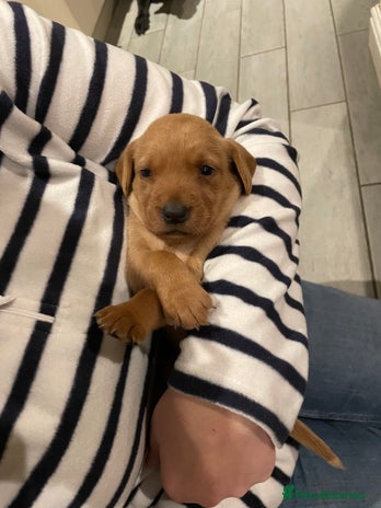 Labrador Retriever dogs Fox red Labrador puppies - Advert 1