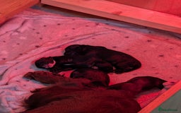 Cockapoo dogs for sale: We have Four Beautiful Cockerpoo Puppies Available - Image 12