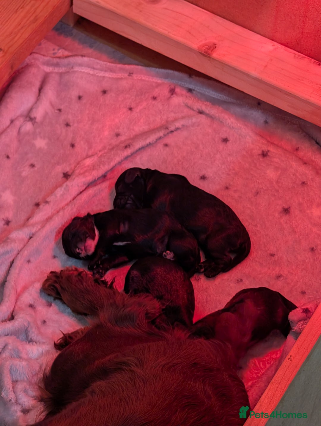 Cockapoo dogs for sale: We have Four Beautiful Cockerpoo Puppies Available - Image 12