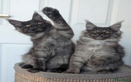 Maine Coon cats for sale: Maine coon kittens, Tica registered  - Image 8