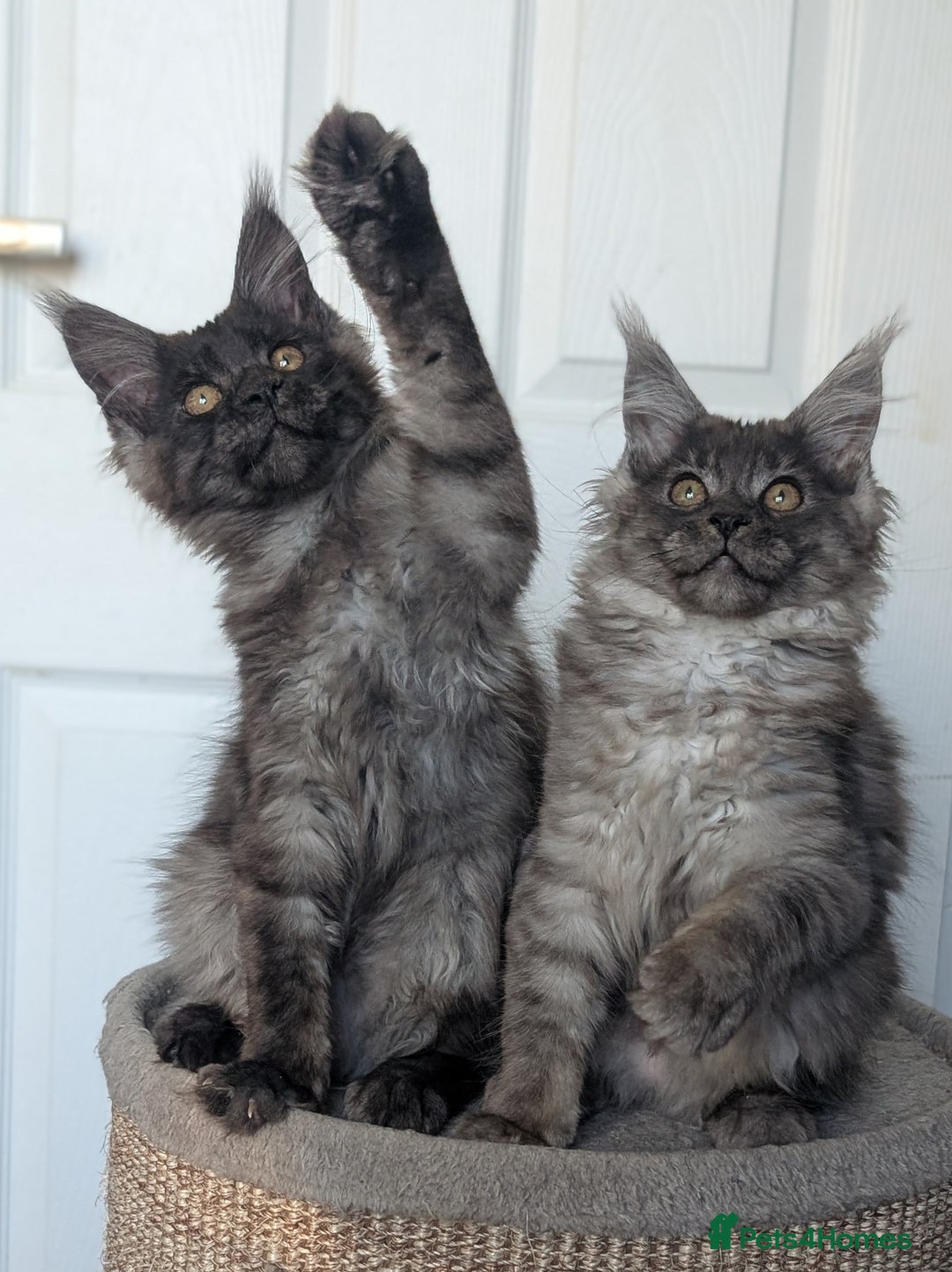 Maine Coon cats for sale: Maine coon kittens, Tica registered  - Image 8
