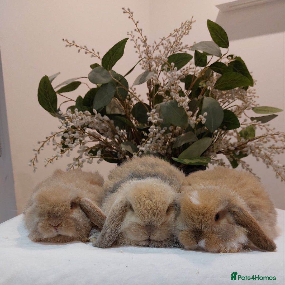 Mini Lop rabbits for sale: Stunning Mini Lop Baby Rabbits - Advert 2