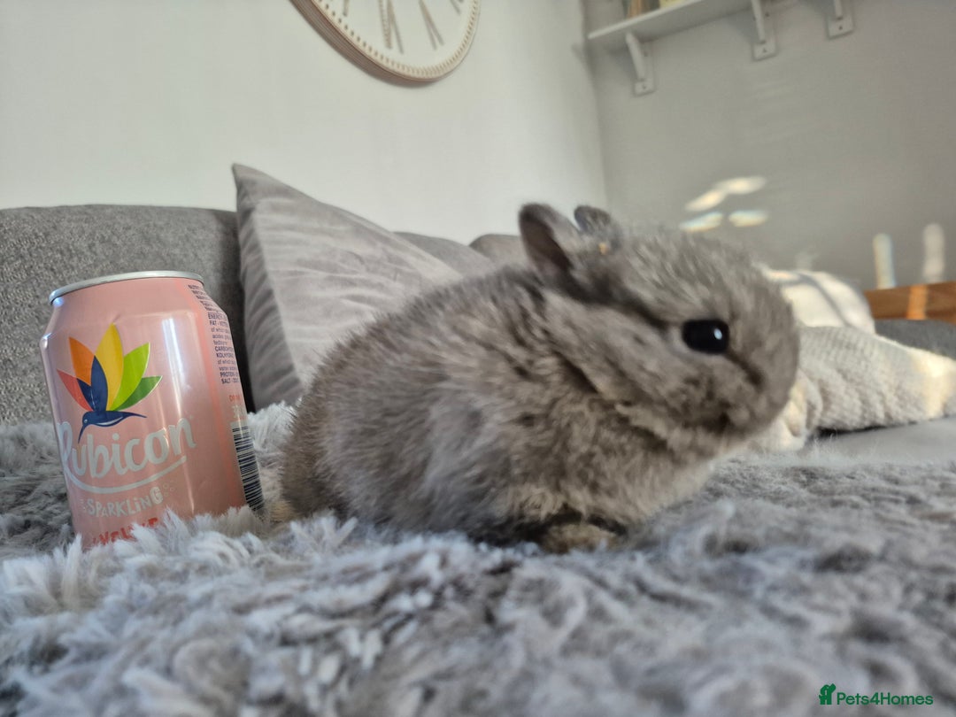Netherland Dwarf rabbits for sale: Beautifull   **   netherland dwarf tiny babys - Advert 3