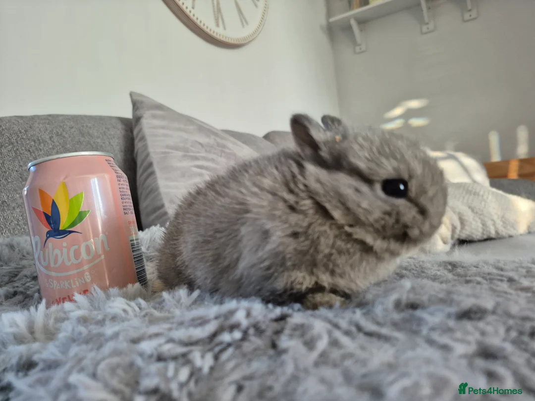 Netherland Dwarf rabbits for sale: Beautifull   **   netherland dwarf tiny babys - Advert 3