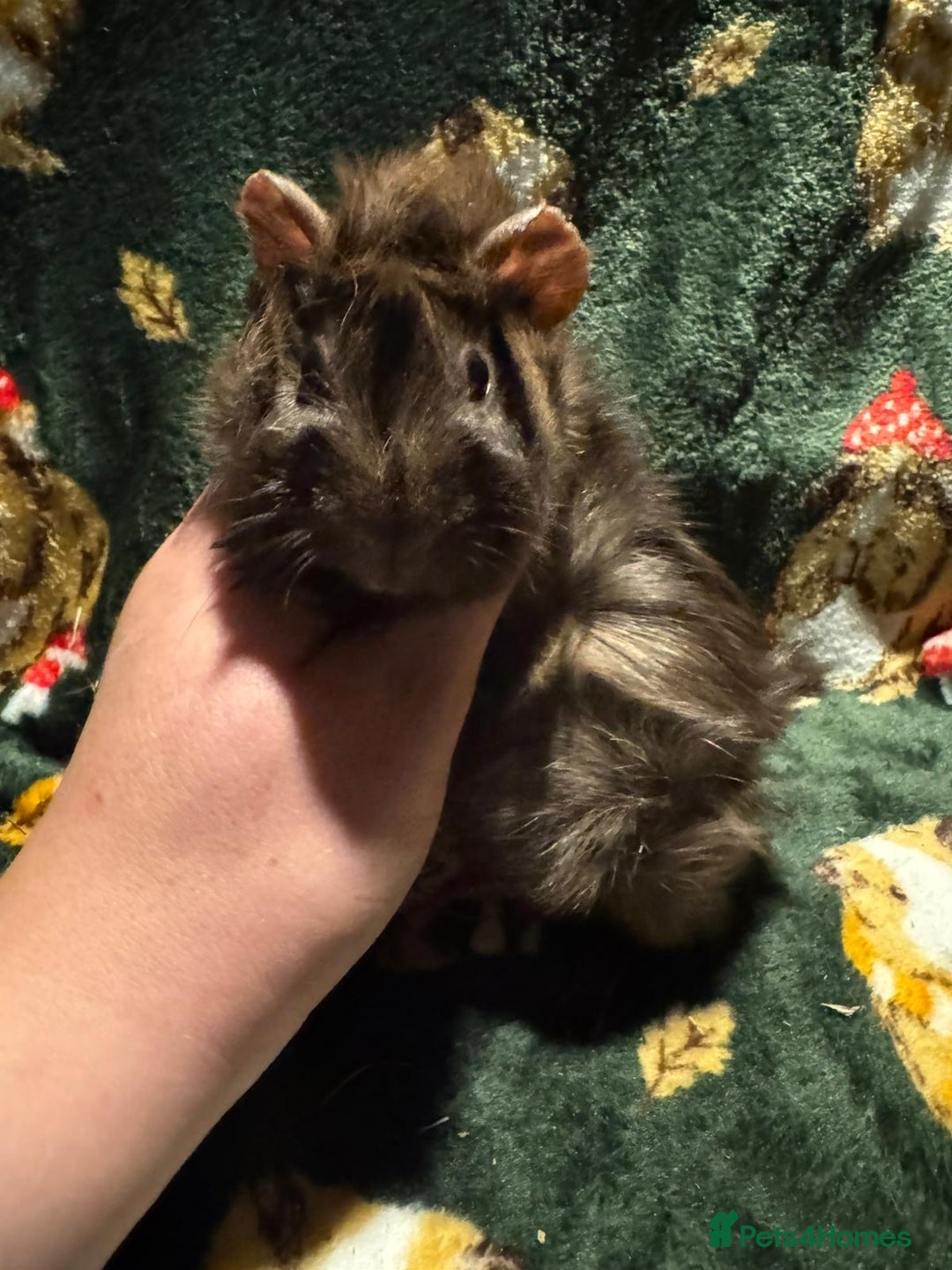 Guinea Pig rodents for sale: Beautiful Baby Guineapigs  - Image 5