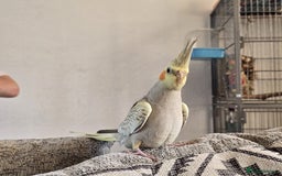 Cockatiels birds for sale: Sociable young Pearl Cockateil - Image 3