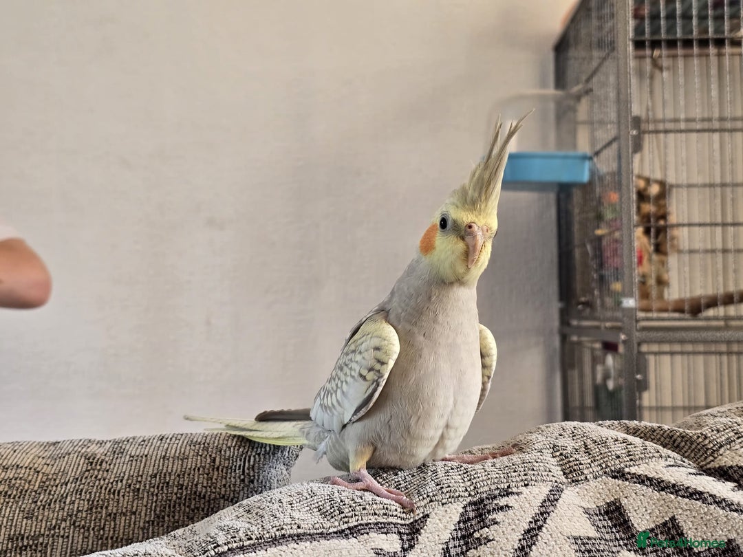 Cockatiels birds for sale: Sociable young Pearl Cockateil - Image 3